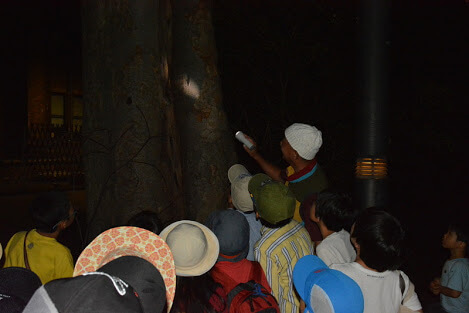 神秘的なセミの羽化を観察体験の様子を紹介します