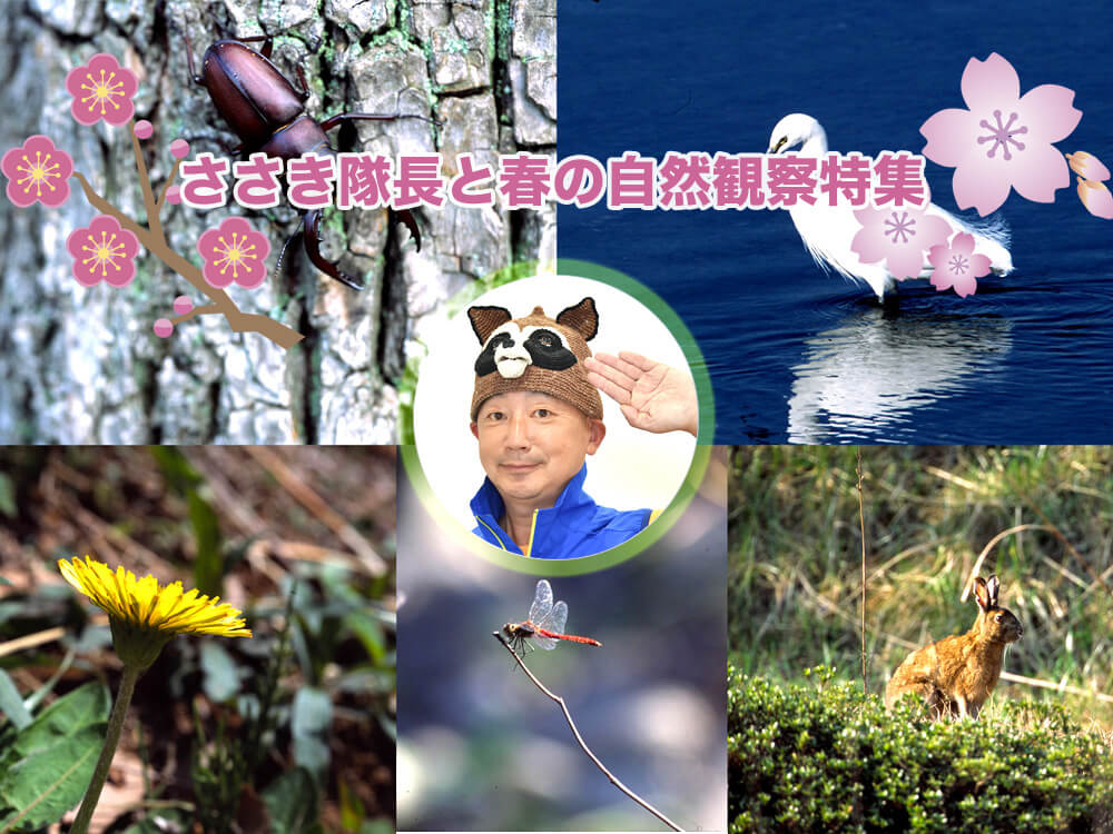 お出かけシーズンにもぴったり！ささき隊長と春の自然観察特集