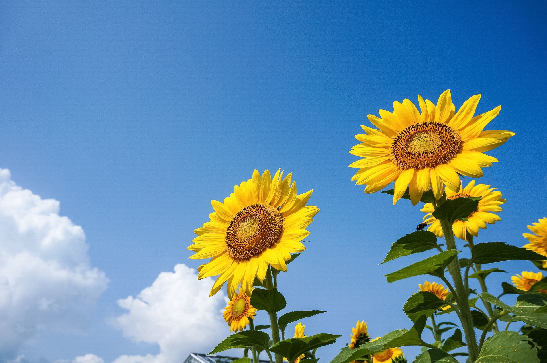 【東京・神奈川・埼玉・千葉など】夏休みに開催する80種類以上の小学生・幼児向け体験！＜随時更新＞