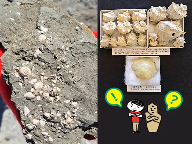 Gifte! 幻の河原で古代生物を掘り出す！化石ハンター体験