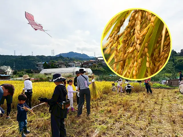 親子で田んぼデビュー！豊かな自然も楽しめる稲刈り体験（あきる野市）