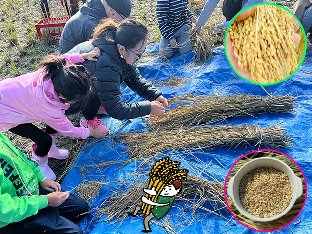 稲刈り後の田んぼで玄米づくり！脱穀・籾摺り体験（あきる野市）